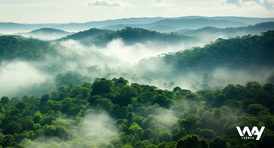 A nova atuação da WayCarbon em projetos de carbono