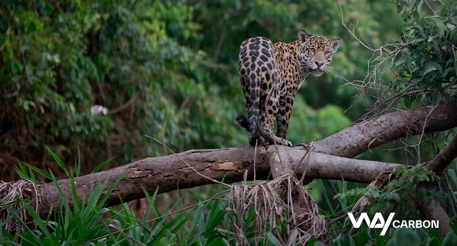 COP16: Biodiversidade em pauta