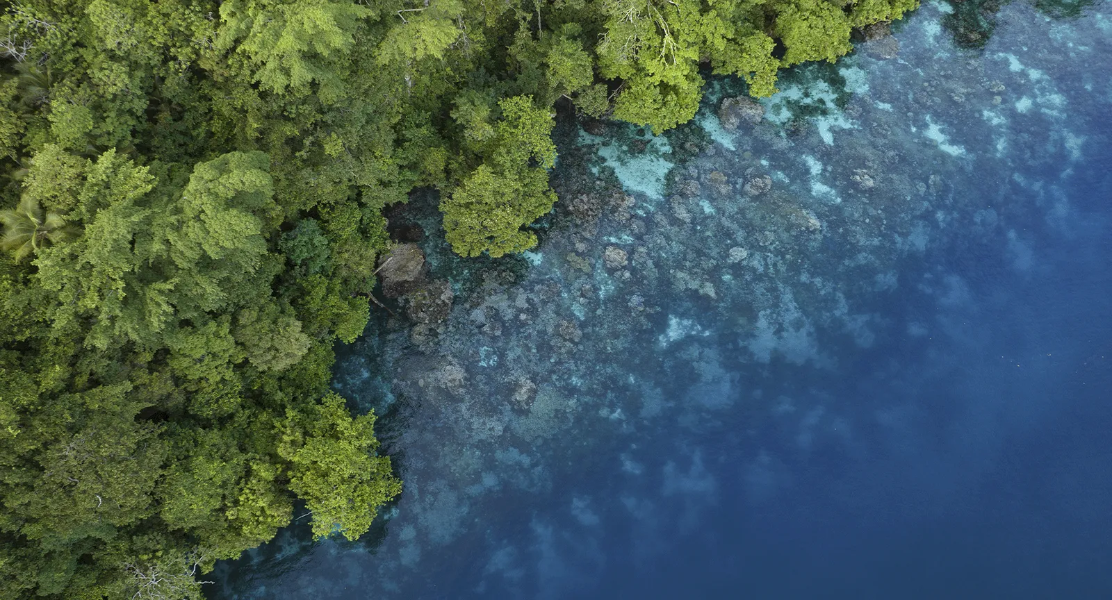 Natureza e Clima: a urgência de uma ação integrada para enfrentar a dupla crise
